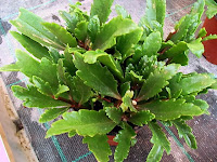 Kalanchoe 'Tessa'
