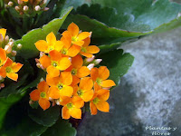 Kalanchoe blossfeldiana