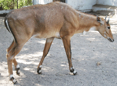 [nilgai2.png]