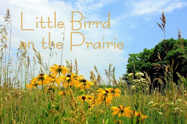 Little Birrd on the Prairie