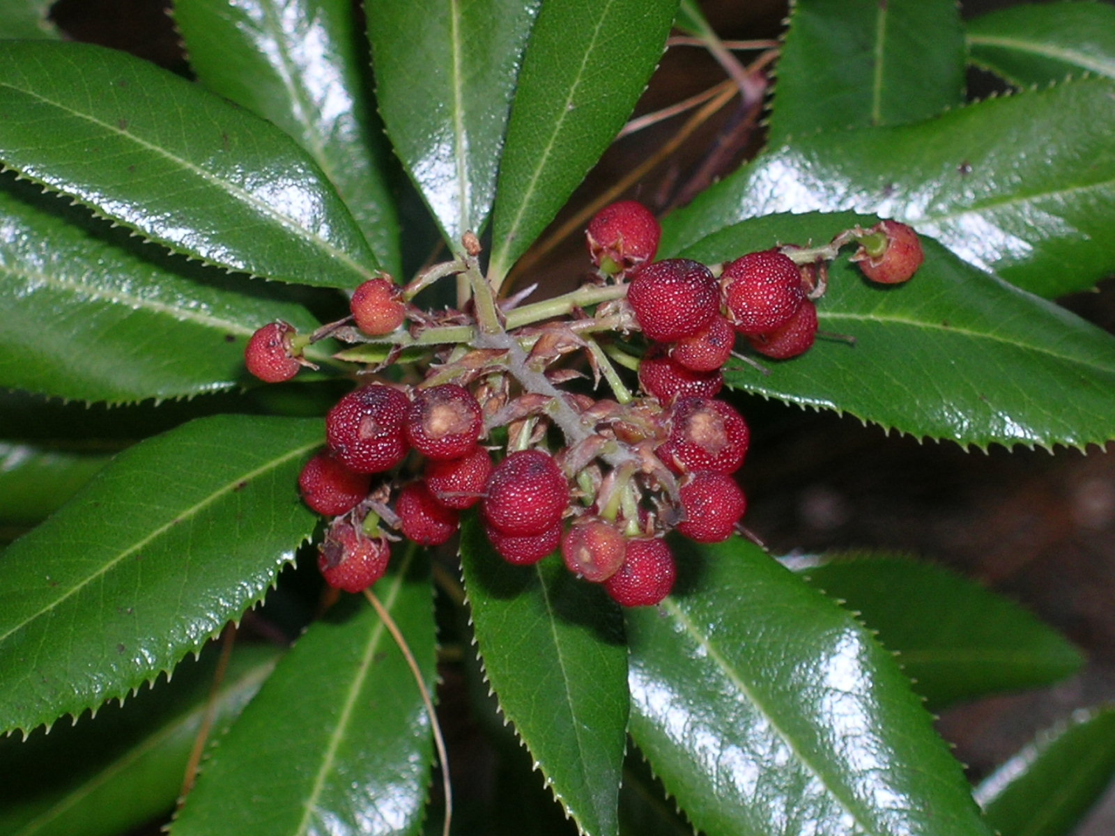 Berkeley Butterfly Blog Comarostaphylis arbutoides AKA Arctostsaphylos