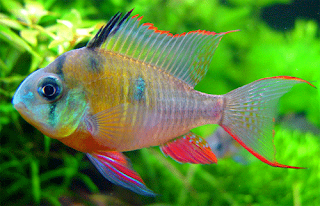 cichlids Ram cichlids