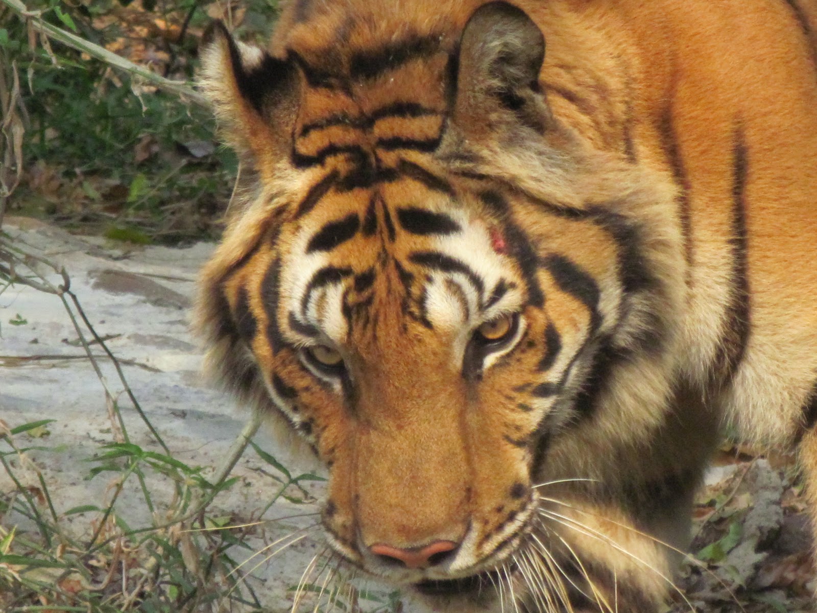 Della Volunteering Among The Animals: June in the air