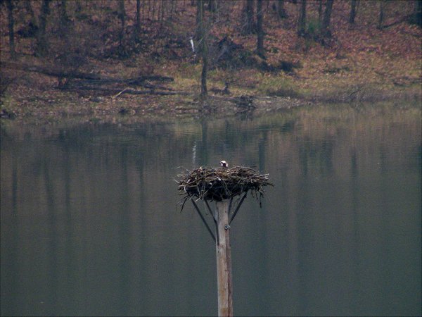 [osprey+in+nest+5054.jpg]