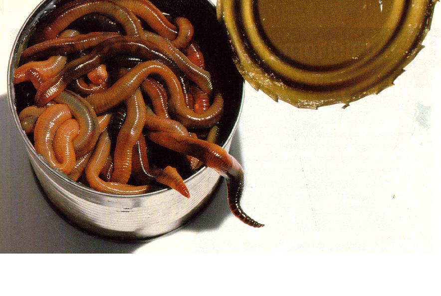 [worms.JPG]