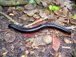 shongololo millipede millipedes worms firefly types