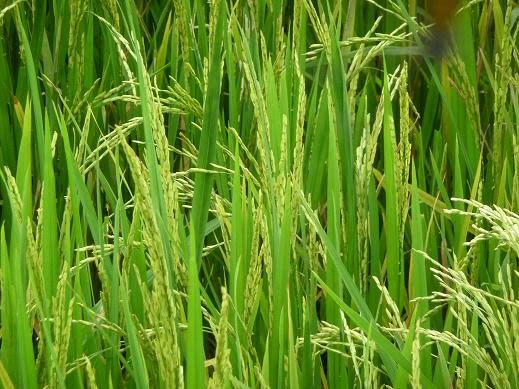 Ulat jengkal-palsu hijau (green semilooper) Naranga aenescens (Moore