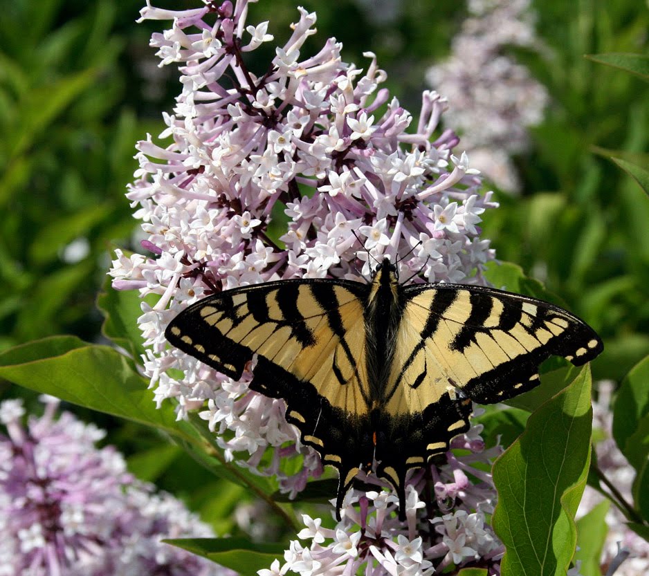 Baldwin Nurseries Perennials, shrubs, trees for Nova Scotia Gardeners