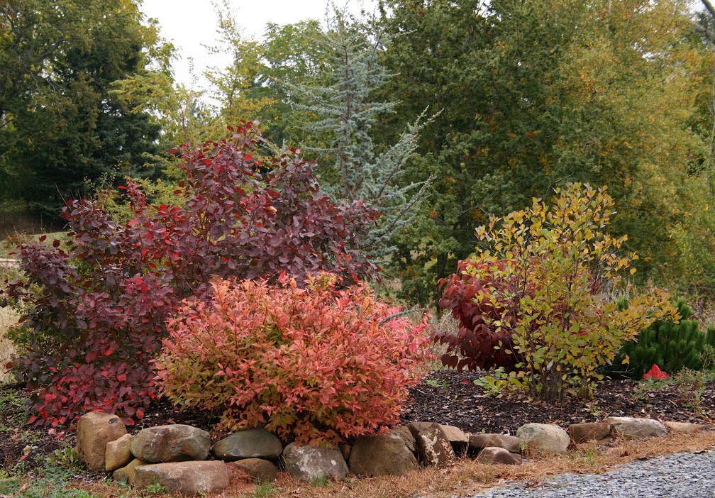 Baldwin Nurseries Perennials, shrubs, trees for Nova Scotia Gardeners