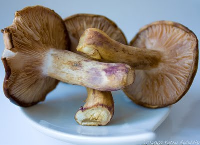 [bluefoot-mushroom-15-400.jpg]