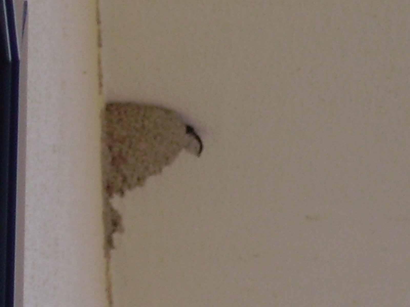 [NinhoAndorinha2.JPG]