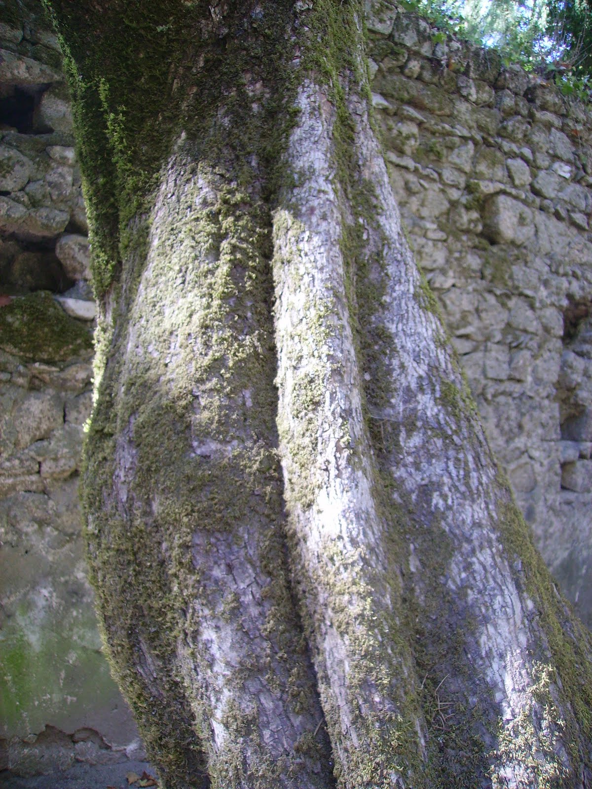 [CastelodosMouros-Arvore.JPG]