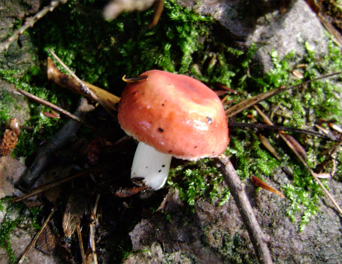 The Verandah A Walk in the Woods