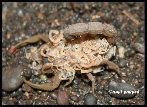 Wild Animals Of India: Hottentotta Tamulus