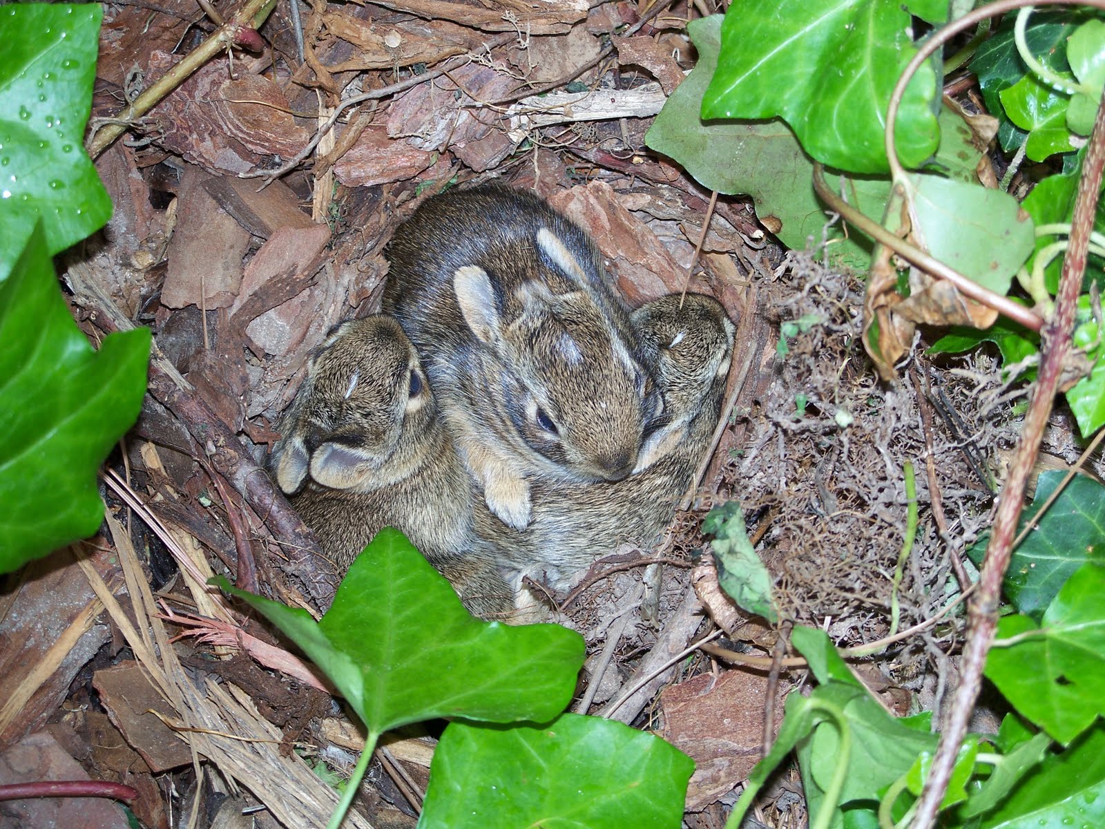 Wisdom of the West: A Nest of Bunnies