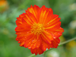 flor