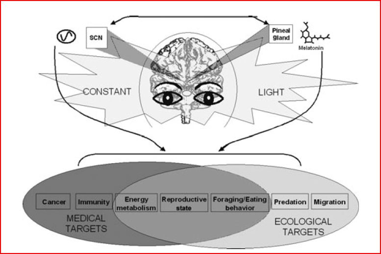 Wasting in the Daylight Harmful Effects of Light Pollution