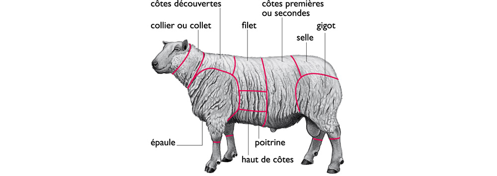 Mouton Noir Albinos
