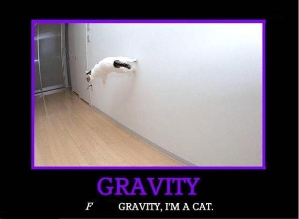 [catgravity.jpg]