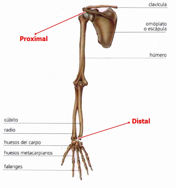 ANATOMIA: TERMINOS DE ORIENTACION