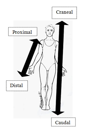 ANATOMIA: TERMINOS DE ORIENTACION