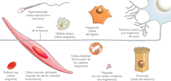 Celula CÉlula