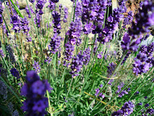 Lavandula angustifolia