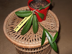 Hoya salweenica