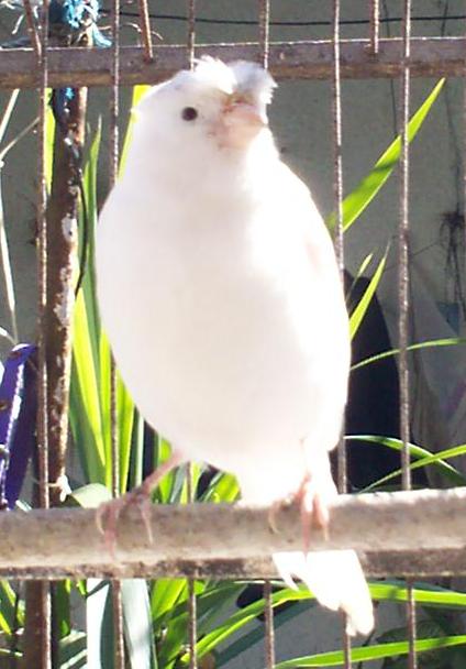 este es el hermano del anterior