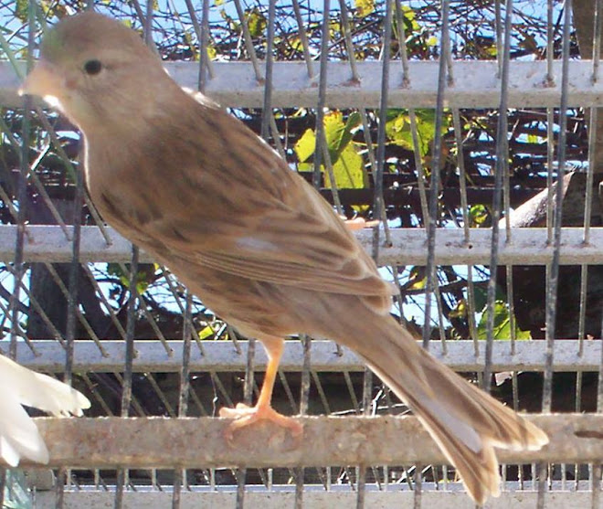 hembra canela blanca