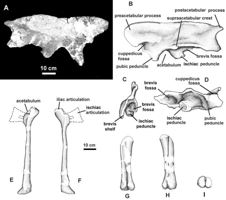 pan-Aves: Rahiolisaurus gujaratensis gen. et sp. nov., (snad) nový ...