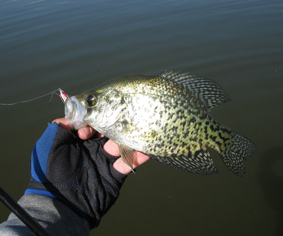 Summer crappie patterns