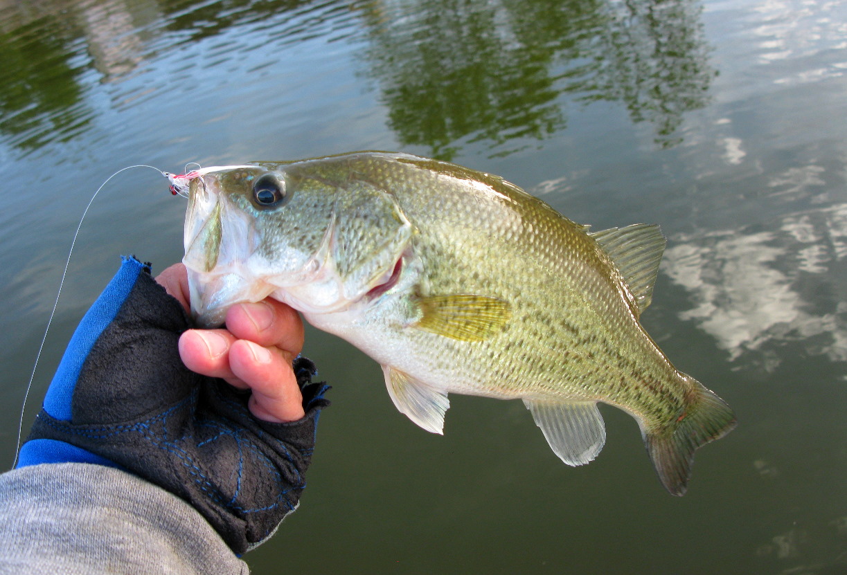 fishing planet florida bowfin bass fishing planet florida bowfin bass