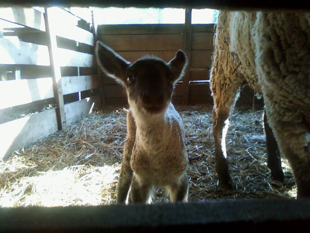 It's Lambing season The Farm Wife It's Lambing season The Farm Wife