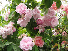 Mendocino Roses