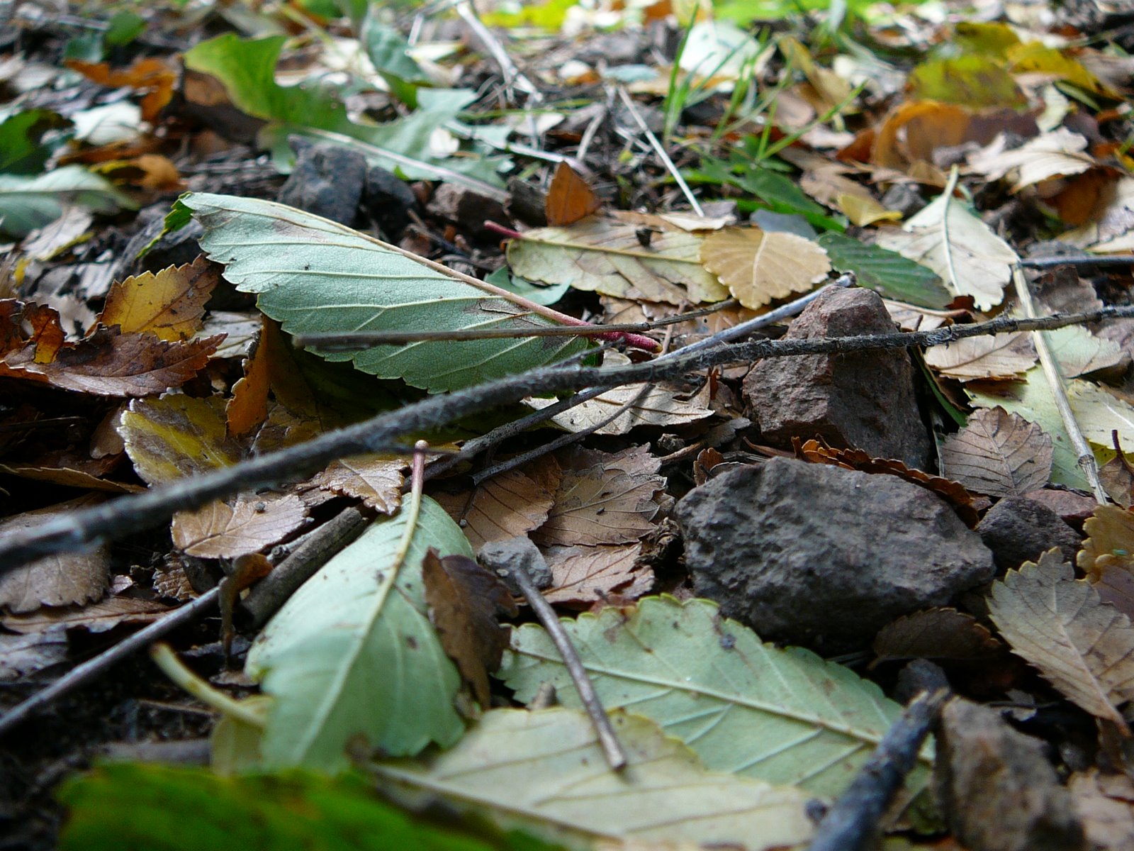 [P1020564.JPG]