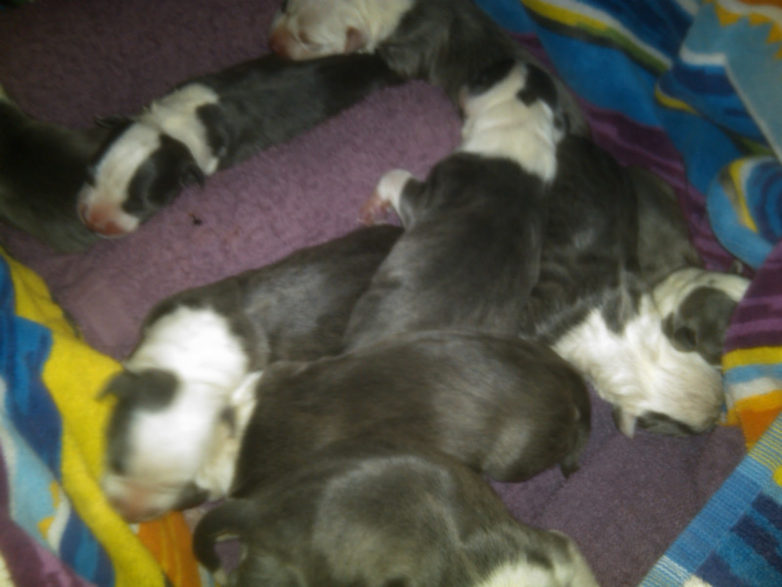 BLUE NOSE PITBULL PUPPIES FOR SALE!!! ALL WITH SHOTS INCLUDED!! BLUE NOSE PITBULL PUPPIES BLUE NOSE PITBULL PUPPIES FOR SALE!!! ALL WITH SHOTS INCLUDED!! BLUE NOSE PITBULL PUPPIES