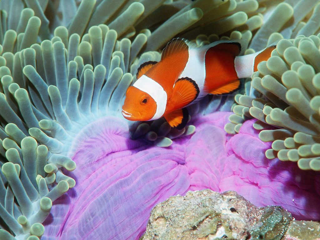 Hig Def Fish High Definition Photo And Wallpapers: fish pictures,fish photos ...