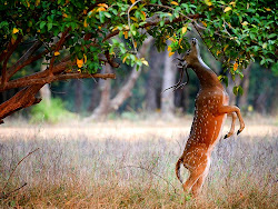 deer definition wallpapers hunting whitetail deere john computer desktop nature deers animals animal tree deer2 amazing wild fruit