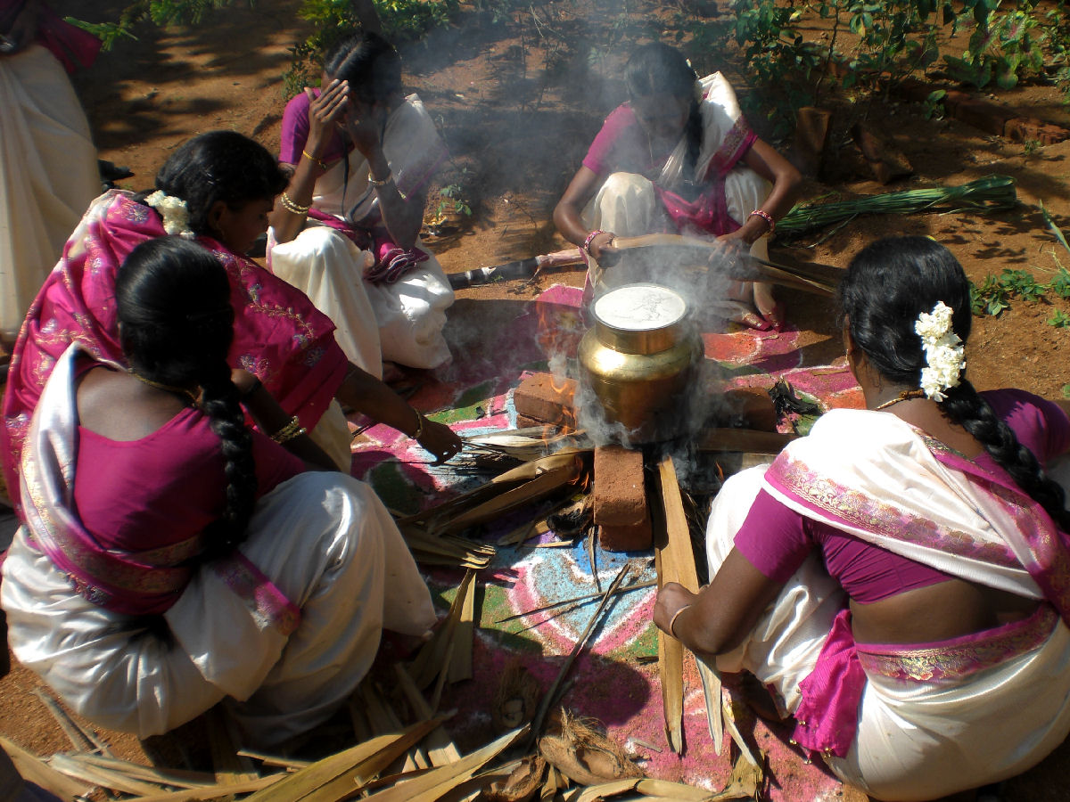 In northern india they harvest their. Понгал праздник урожая в Индии. Тайский Понгал. Понгал блюдо. Понгал фото молятся.