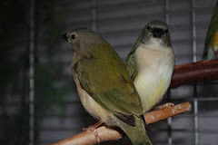 Baby Gouldians