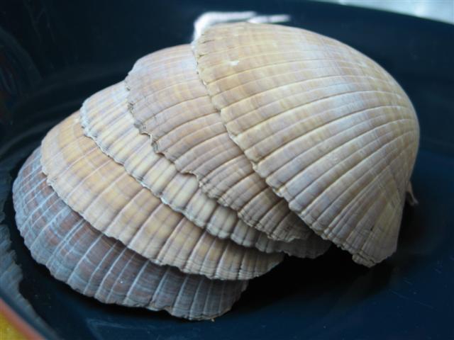 [CasquinhaSiri+001+(Small).jpg]