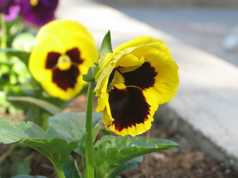 [IMG_4845+(800x600).jpg]