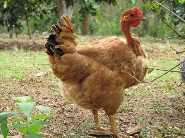 [IMG_2288+(640x480).jpg]