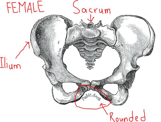  diagram) Sacrum flatter and broader. (See diagram) Pubic arch is-2.bp.blogspot.com