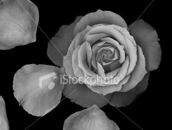 [rosa-petala5.jpg]
