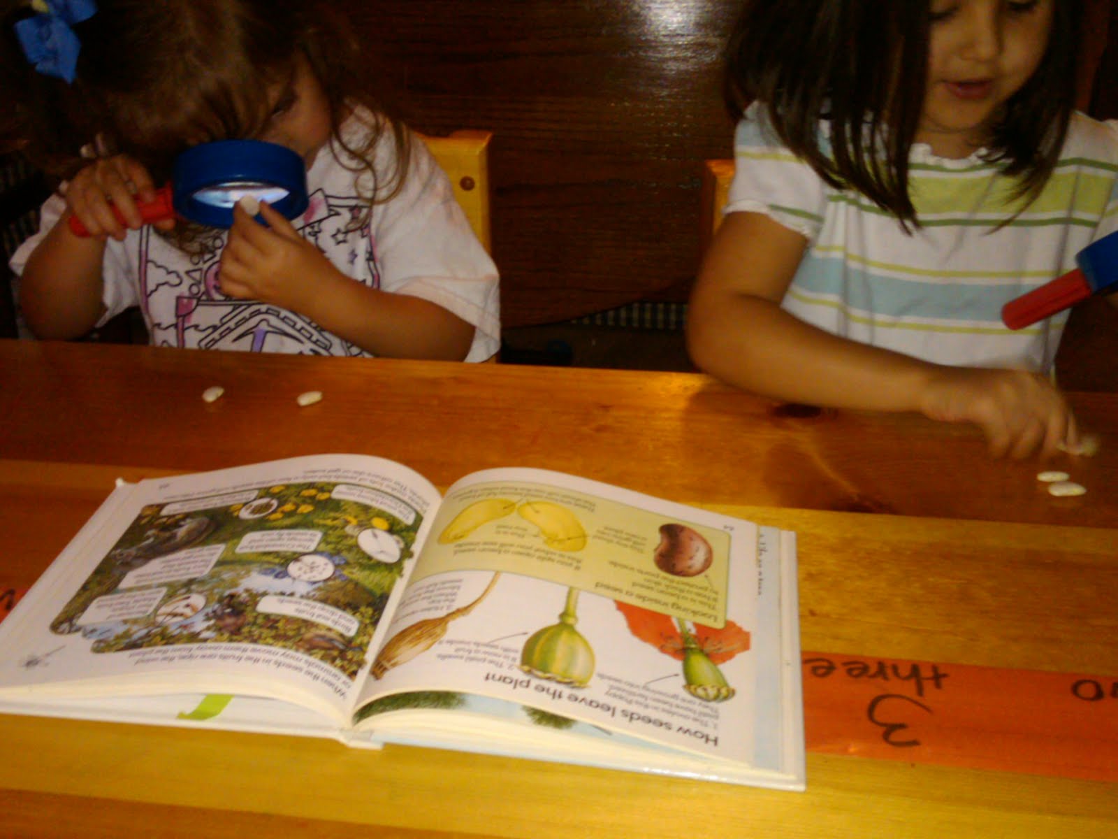 Krum Country School week 2 Science Lima Bean
