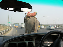 Elephant on the Road, New Delhi