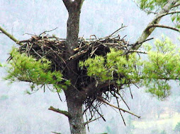 eagle nest