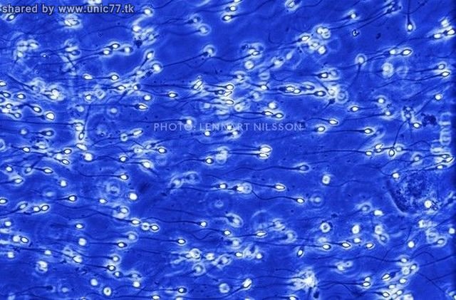 http://2.bp.blogspot.com/_EHi0bg7zYcQ/TIi5gPyL08I/AAAAAAAAAk4/Qvpdo6WiQPM/s1600/the_mystery_of_pregnancy_02.jpg